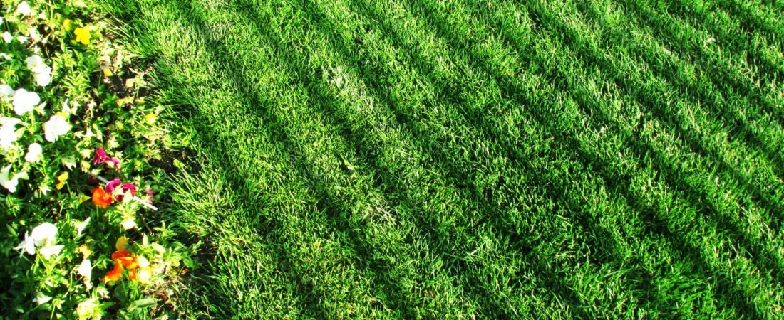 «Los Secretos para Tener un Césped Verde y Saludable sin Ser un Experto»: Consejos prácticos para el cuidado básico del césped.