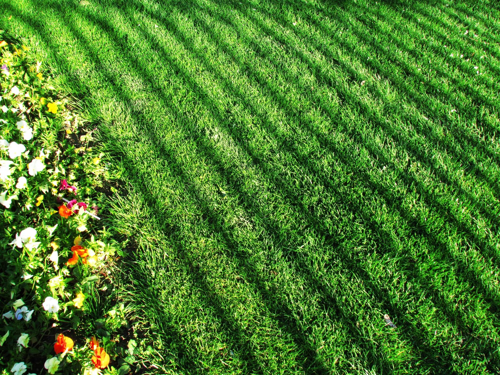 «Los Secretos para Tener un Césped Verde y Saludable sin Ser un Experto»: Consejos prácticos para el cuidado básico del césped.